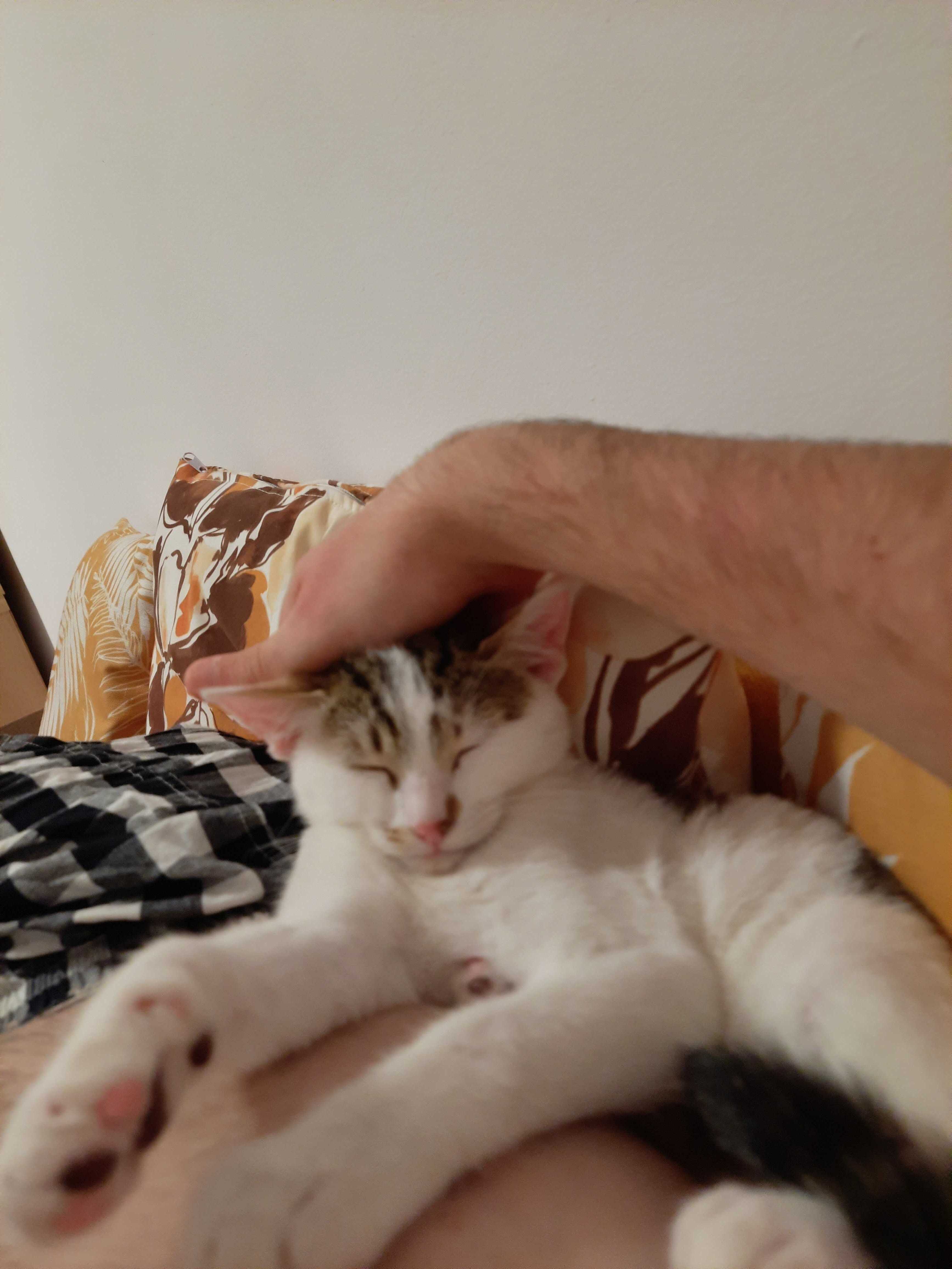 samy-mihai